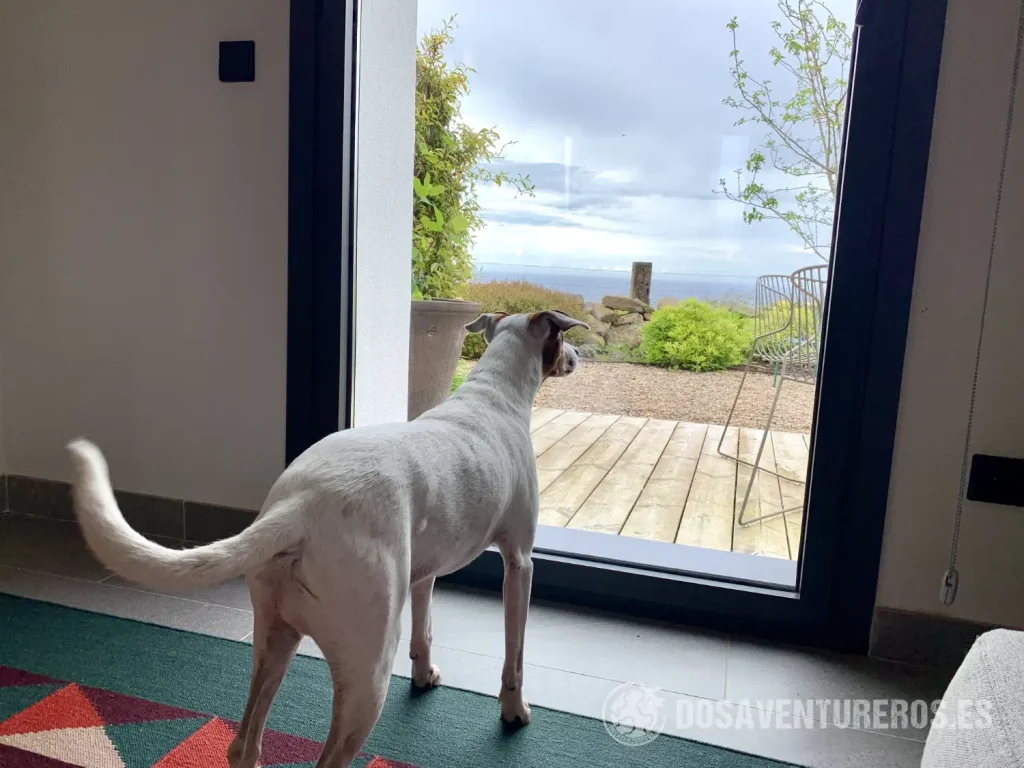 asturias con perro el faro unkempt houses