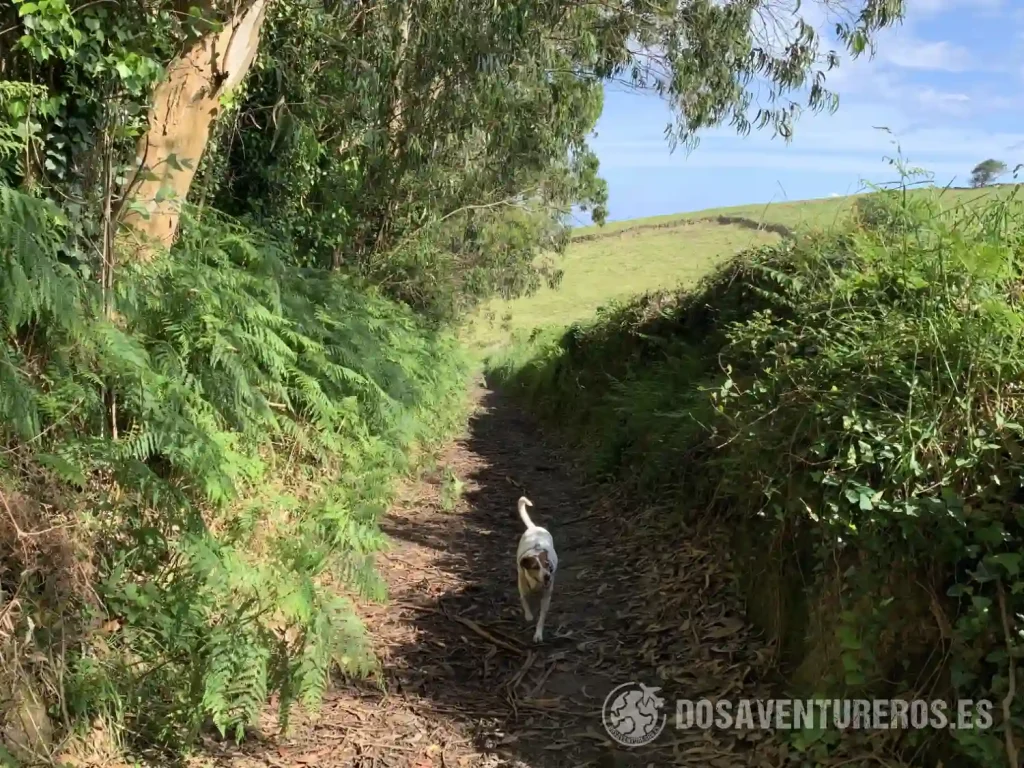 cascada la mexona con perros
