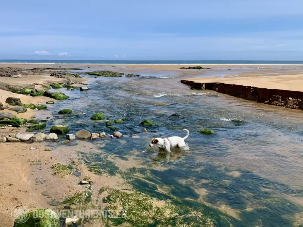 playa de la griega con perro