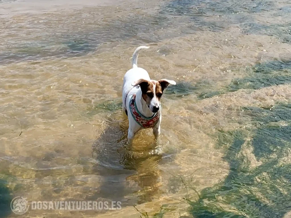 playa la griega con mascota